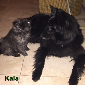 Kala mit jungem grauen Hund