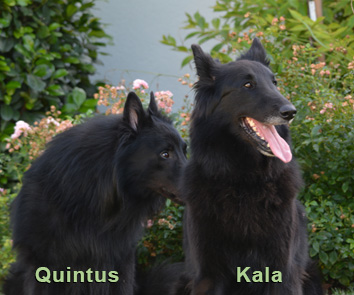 Kala steht auf Wiese